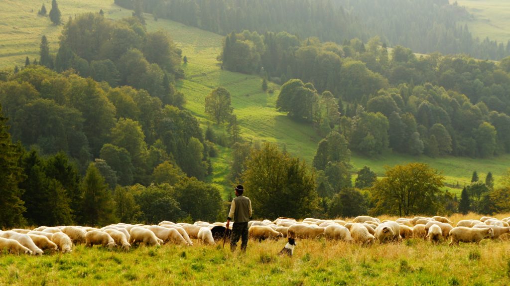 shepherd and his sheep